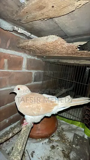 রানিং মহিলা ঘুঘু