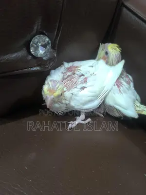 টেম সাইজ কোকাটেল।