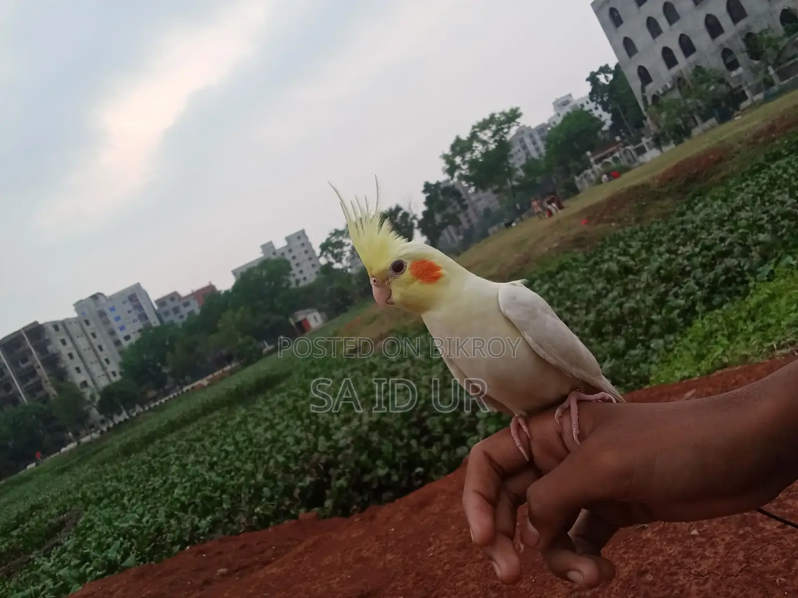 সুপার টিম ককাটেল পাখি