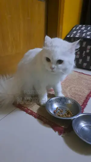 Cat bikroy