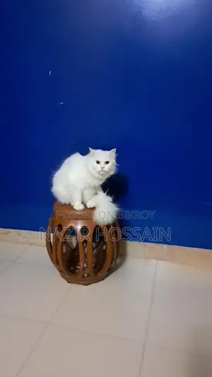 Cat bikroy