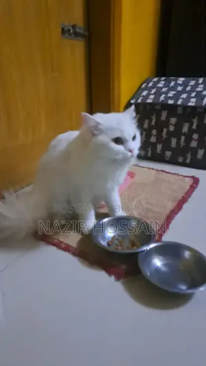 Cat bikroy