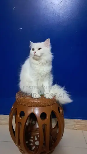 Cat bikroy