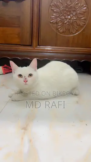 Healthy And Playful Cat