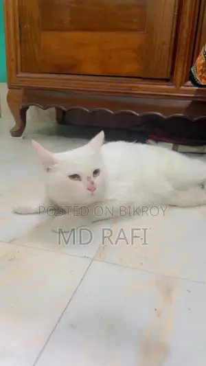 Healthy And Playful Cat