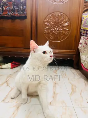 Healthy And Playful Cat