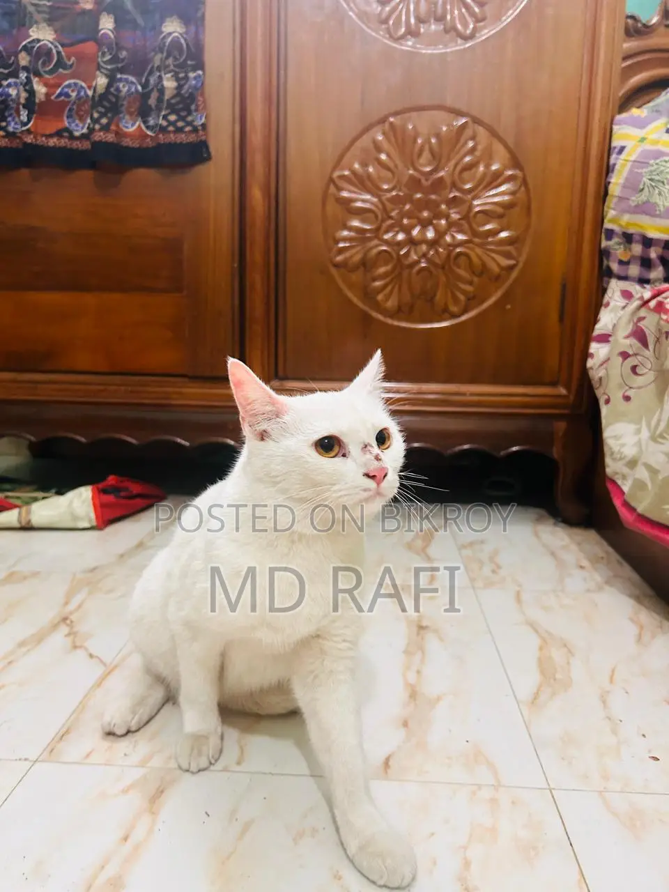 Healthy And Playful Cat