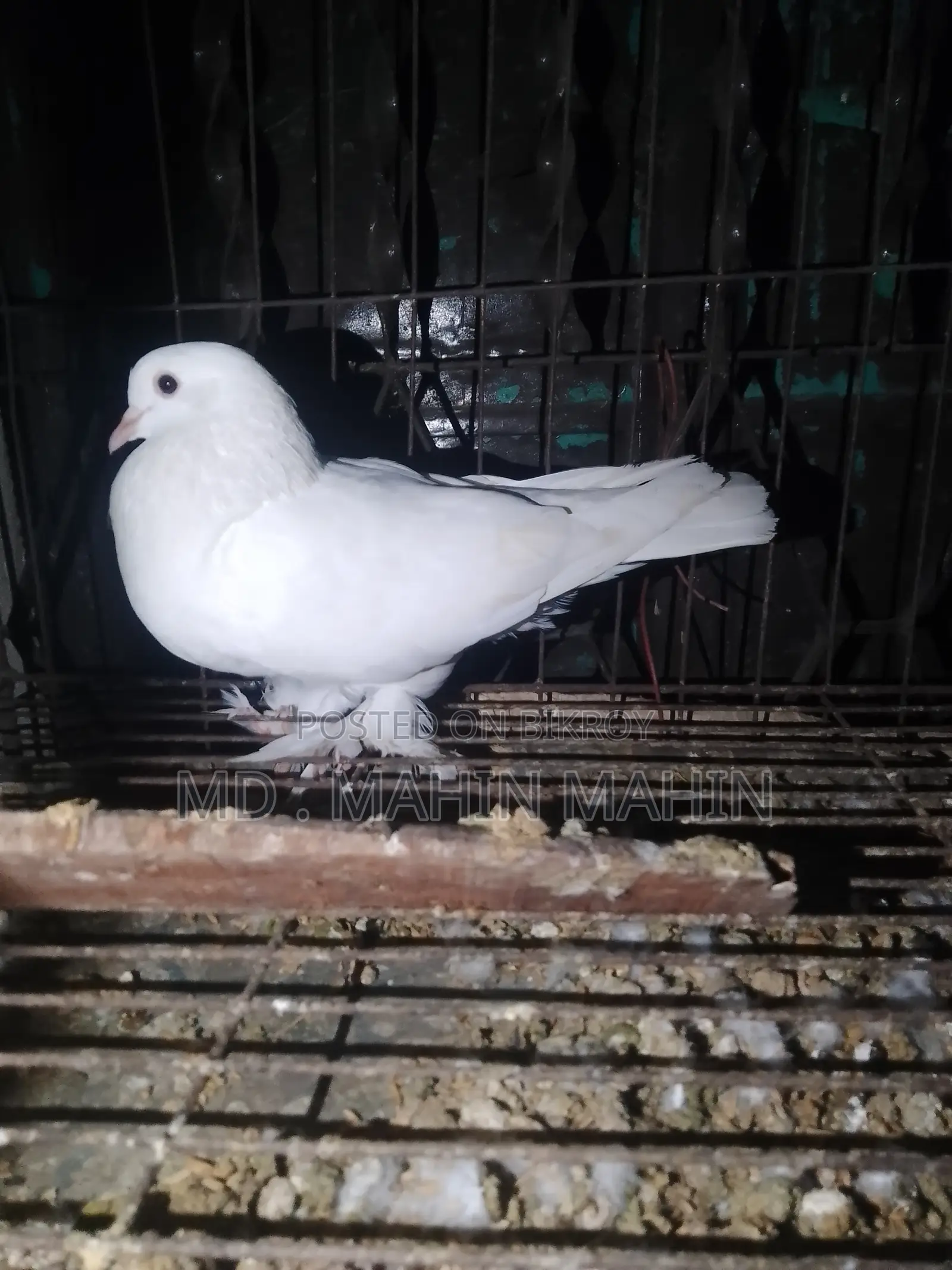 Selling a pair of pigeons