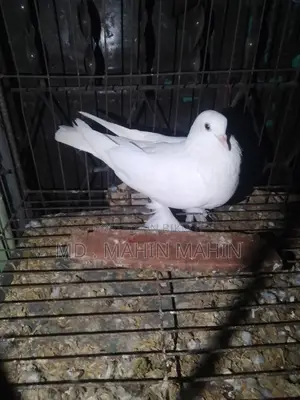Selling a pair of pigeons
