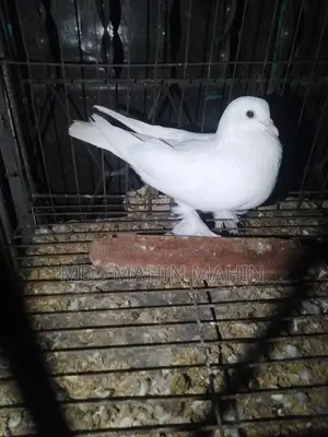 Selling a pair of pigeons