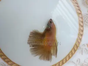 Batta Fish