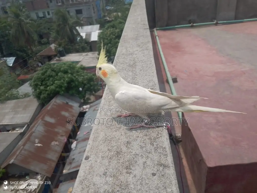 কোকাটেল মেল রেড আই হাফ টেম করা