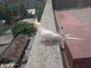 কোকাটেল মেল রেড আই হাফ টেম করা