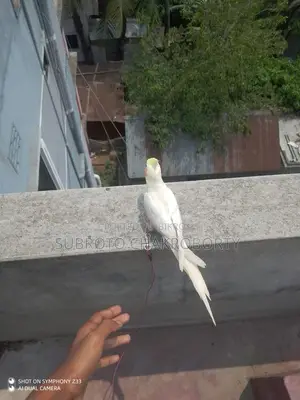 কোকাটেল মেল রেড আই হাফ টেম করা