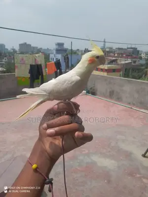 কোকাটেল মেল রেড আই হাফ টেম করা