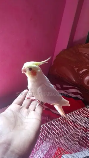 কোকাটেল মেল রেড আই হাফ টেম করা