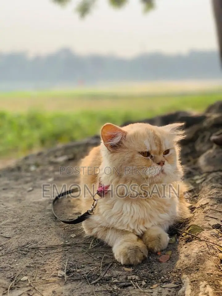 পার্সিয়ান বিড়াল বিক্রয় পোস্ট