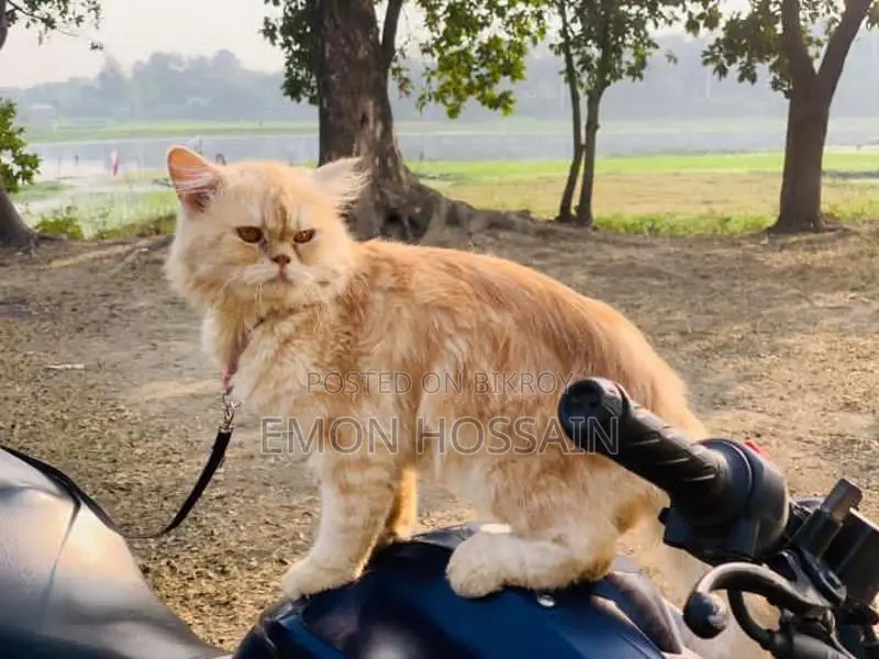 পার্সিয়ান বিড়াল বিক্রয় পোস্ট