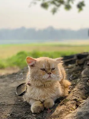 পার্সিয়ান বিড়াল বিক্রয় পোস্ট