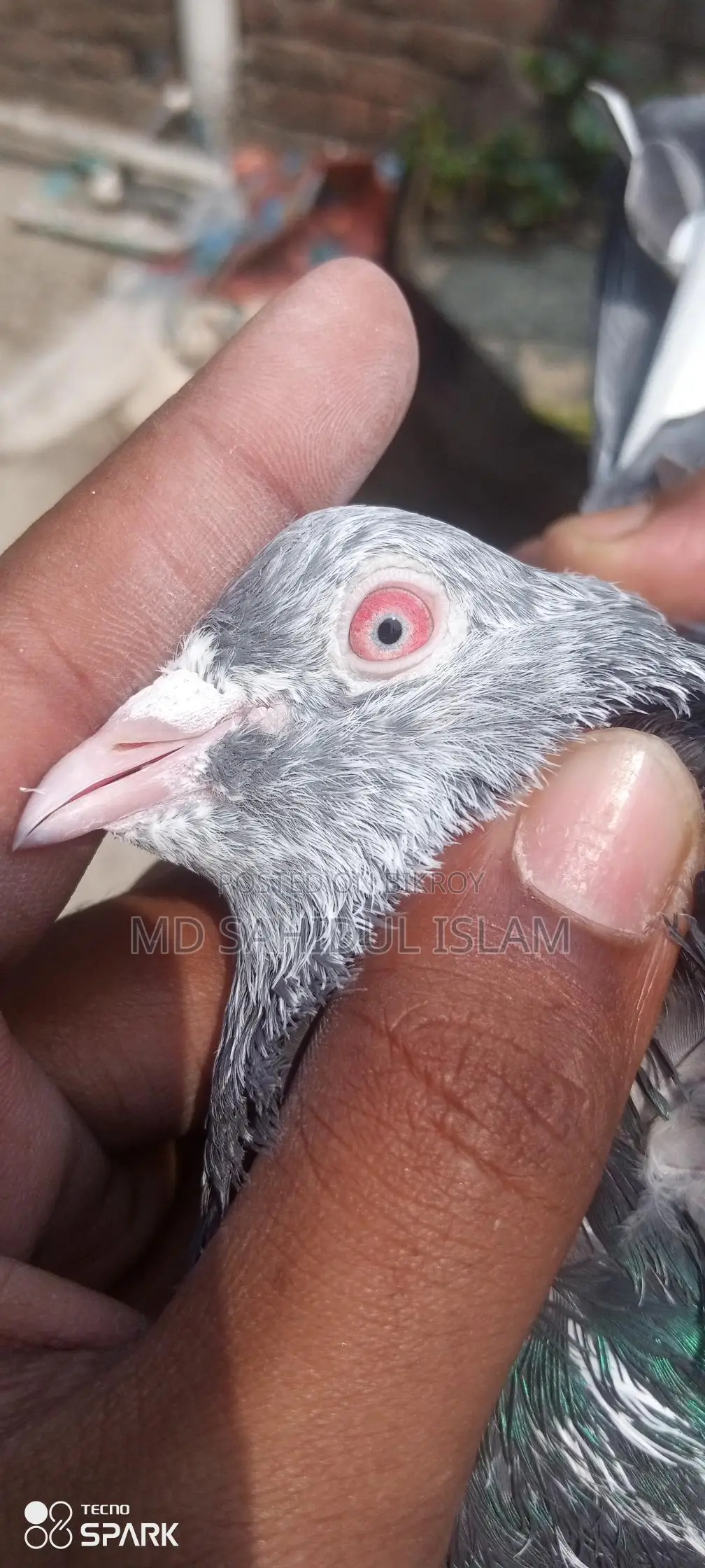 Kamagar Pigeon