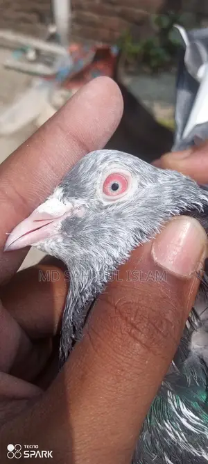 Kamagar Pigeon