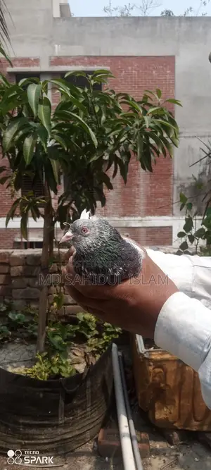 Kamagar Pigeon
