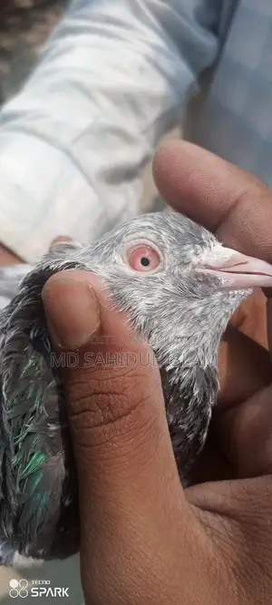 Kamagar Pigeon