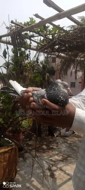 Kamagar Pigeon