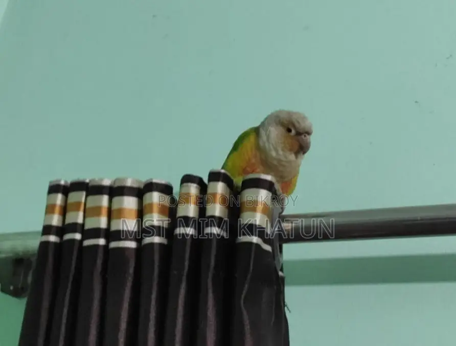 Conure Parrot for Sale