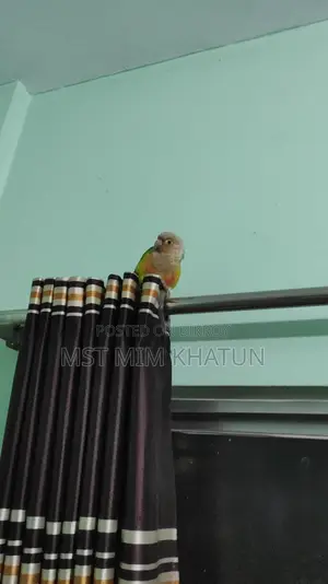 Conure Parrot for Sale