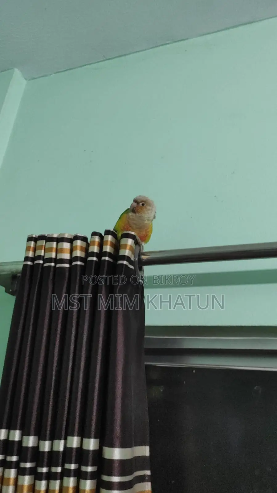 Conure Parrot for Sale