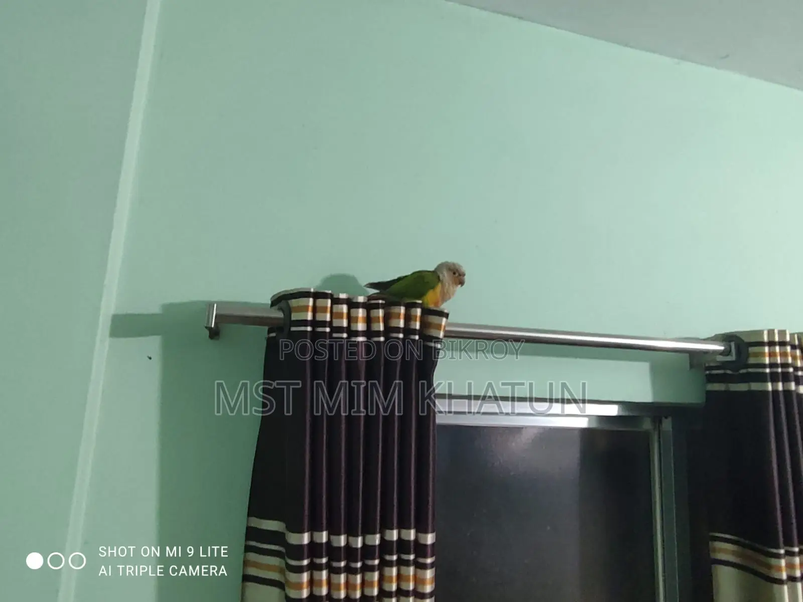 Conure Parrot for Sale