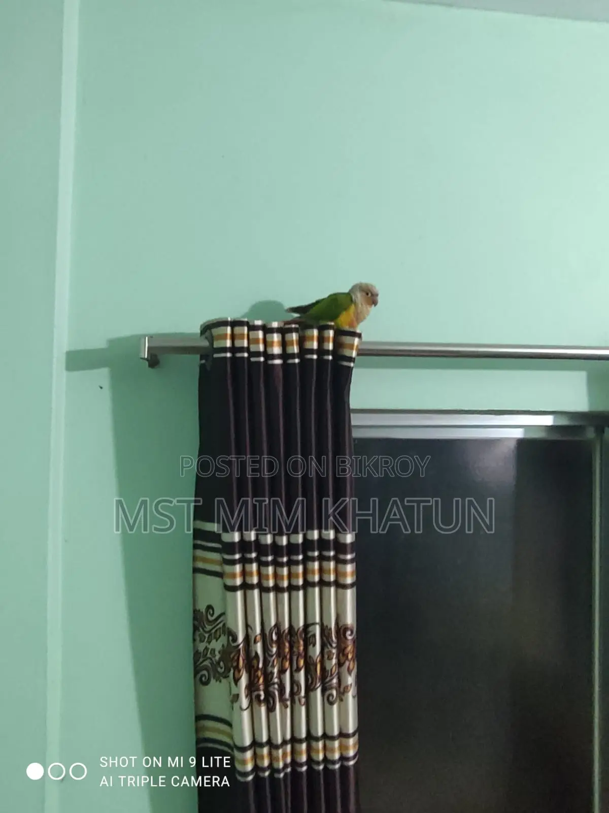 Conure Parrot for Sale