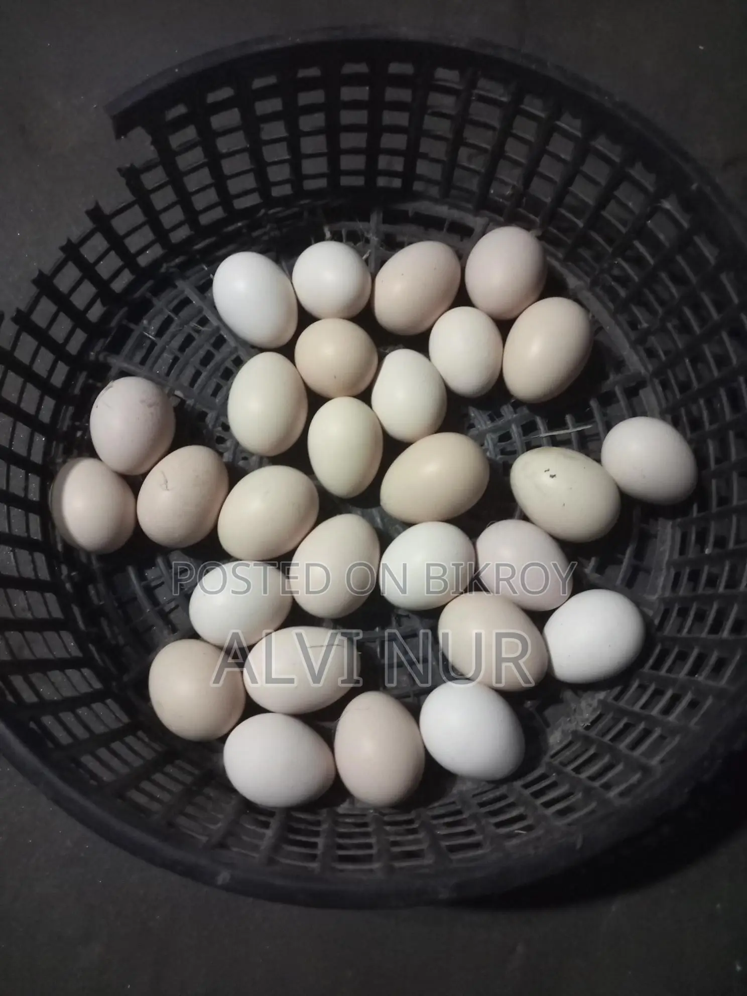 Original Colombian Light Brahma Hatching Eggs