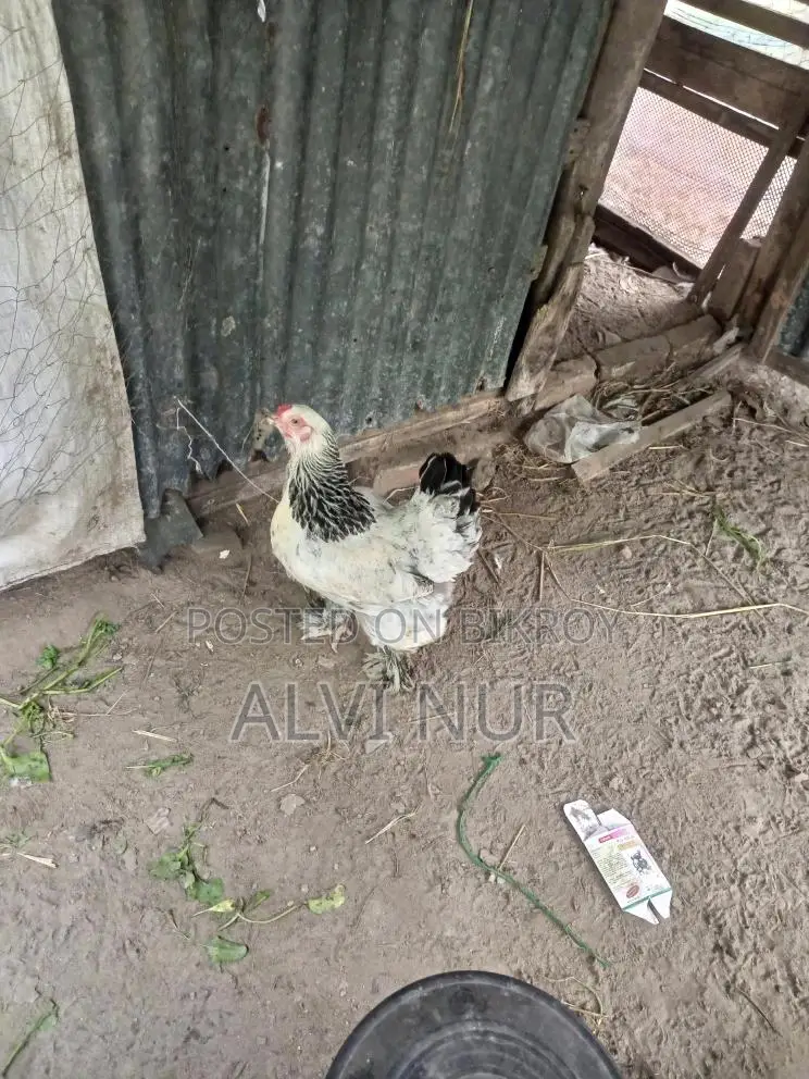 Original Colombian Light Brahma Hatching Eggs