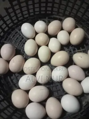Original Colombian Light Brahma Hatching Eggs
