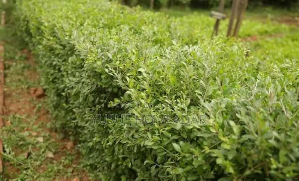 মে‌হেদী পাতা বি‌ক্রি