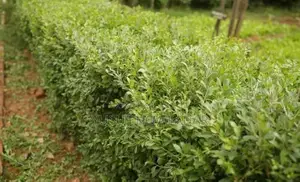 মে‌হেদী পাতা বি‌ক্রি
