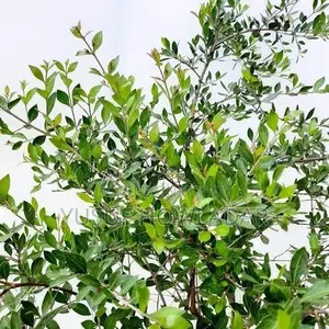 মে‌হেদী পাতা বি‌ক্রি