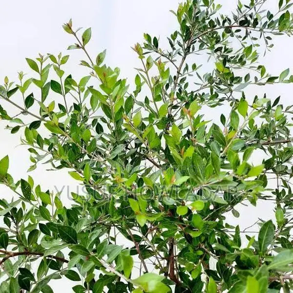 মে‌হেদী পাতা বি‌ক্রি