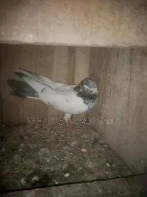 একটি পাকিস্তানি মাদি বিক্রি হবে