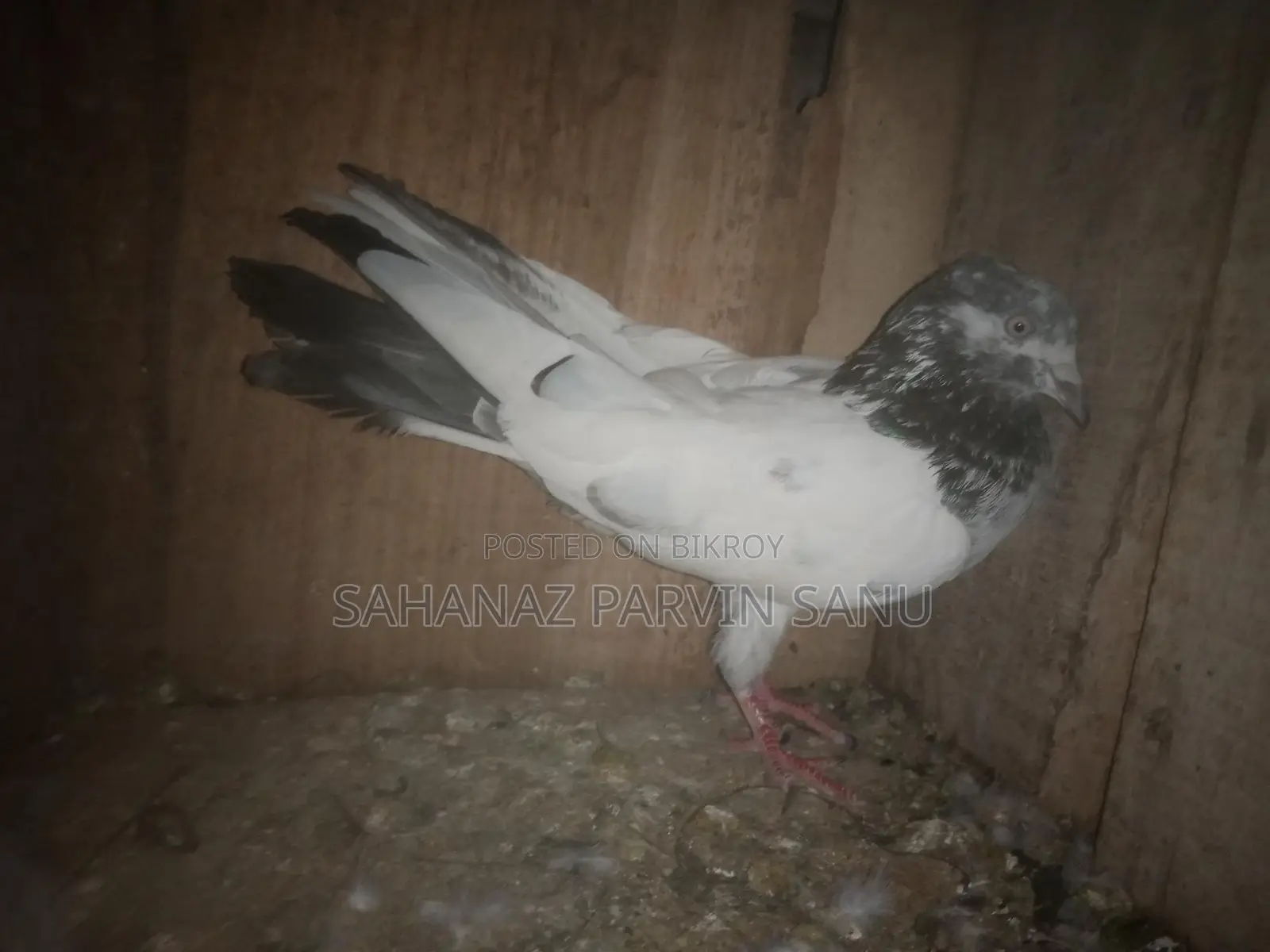 Pakistani Female Pigeon for Sale