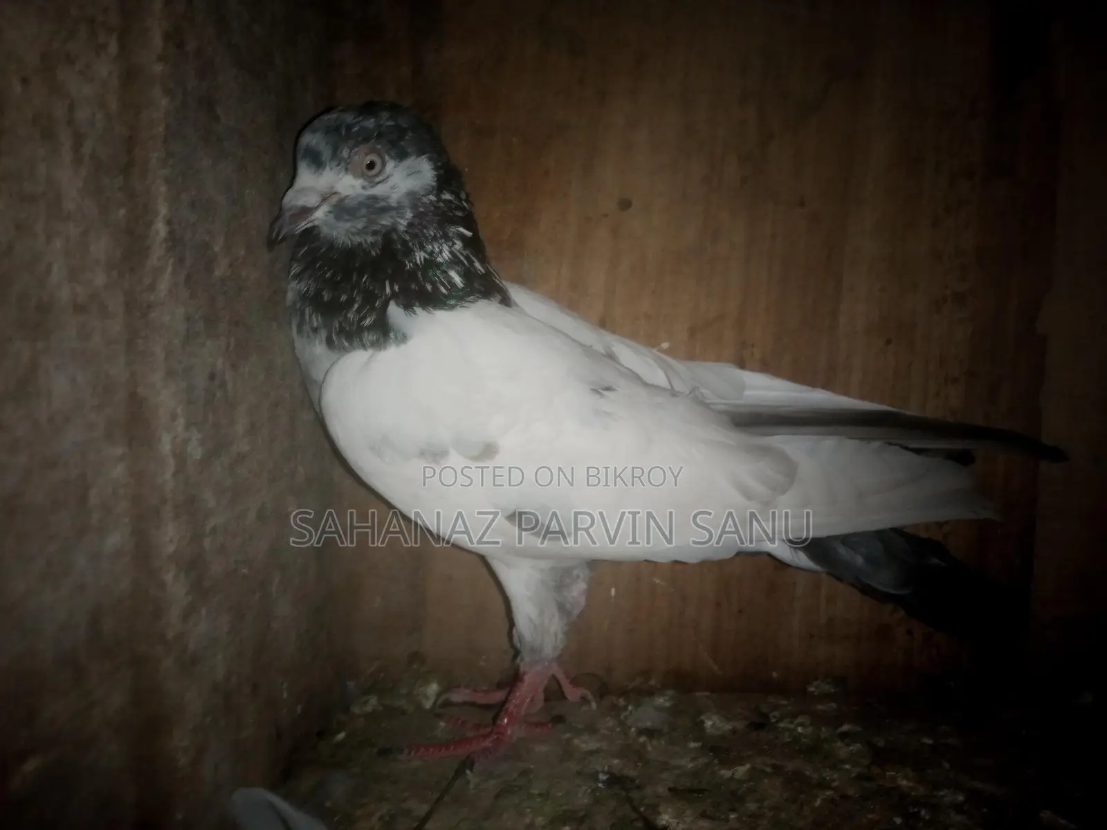 Pakistani Female Pigeon for Sale