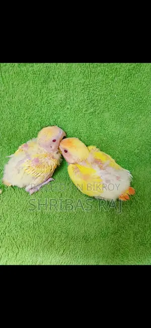 Love Bird