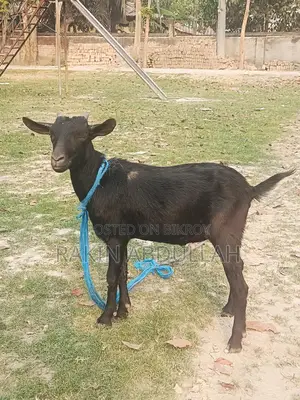 Two-Teeth Local Khasi Goat