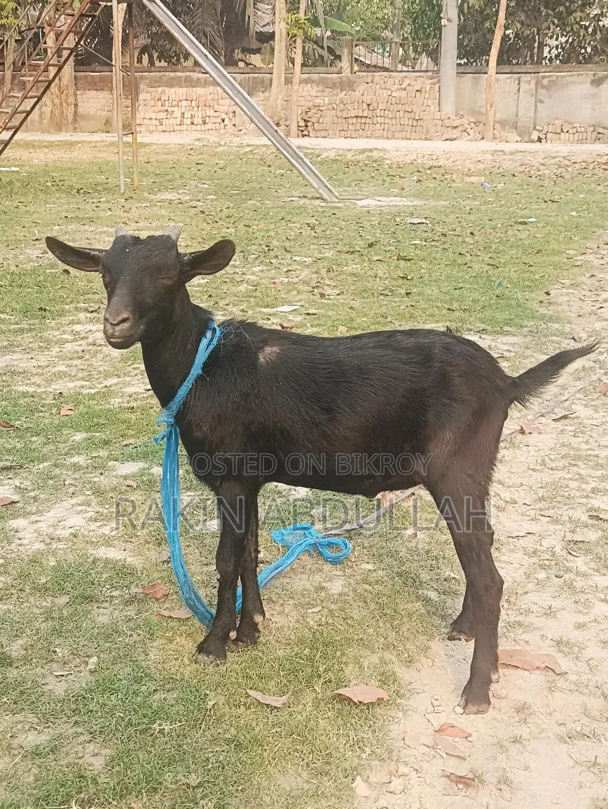 Two-Teeth Local Khasi Goat