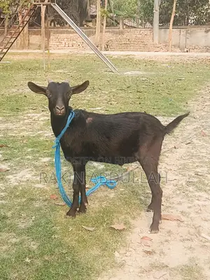 Two-Teeth Local Khasi Goat
