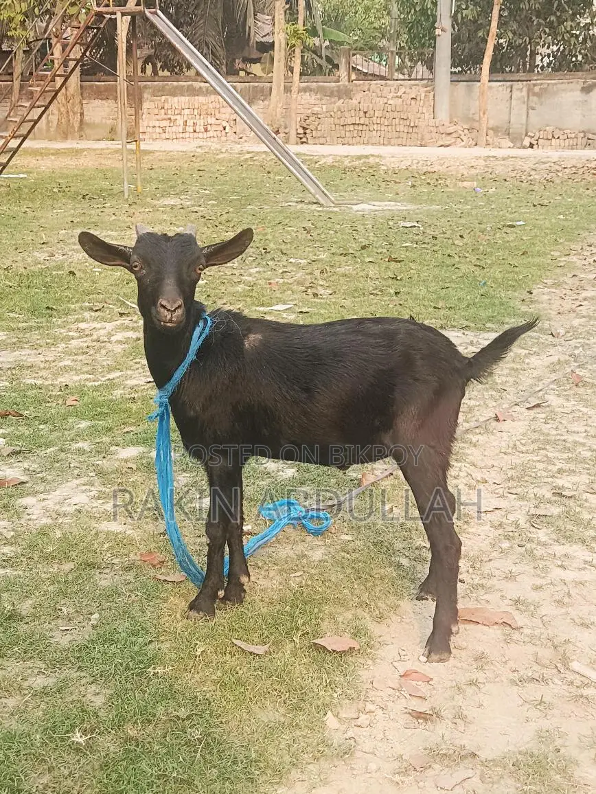 Two-Teeth Local Khasi Goat