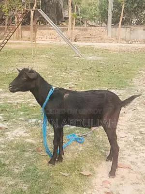 Two-Teeth Local Khasi Goat