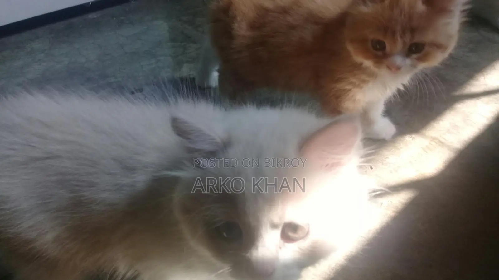 Full Active Persian Kittens for Sale
